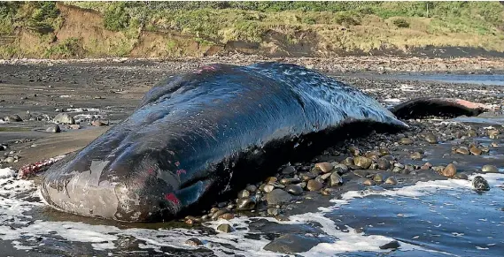  ?? GRANT MATTHEW/ STUFF ?? One of the eight sperm whales discovered yesterday. Diggers will be used to bury the animals today.