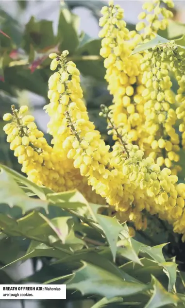  ??  ?? BREATH OF FRESH AIR: Mahonias are tough cookies.