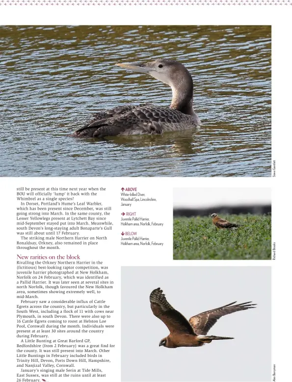  ??  ?? ABOVE White-billed Diver, Woodhall Spa, Lincolnshi­re, January
RIGHT Juvenile Pallid Harrier, Holkham area, Norfolk, February
BELOW Juvenile Pallid Harrier, Holkham area, Norfolk, February