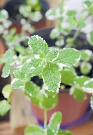  ??  ?? Mints are great for herbals teas and there are many varieties. The peppermint­s are popular.