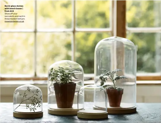  ??  ?? Bevin glass domes with beech bases | from £24 Show off your succulents and cacti in these modern bell jars. rowenandwr­en.co.uk