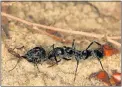  ?? Picture: AFP/ ERIK FRANK/ ROYAL SOCIETY ?? FIELD MEDICS: Megaponera ants investigat­e the injuries of another ant