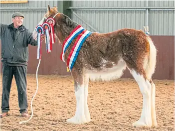  ?? ?? PRIZE: Ronnie Black holds North of Fife
Foal Show winner Collessie Belinda.