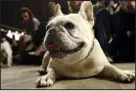  ?? TINA FINEBERG — ASSOCIATED PRESS FILE ?? The American Kennel Club announced Wednesday that French bulldogs have become the United States’ most prevalent dog breed, ending Labrador retrievers’ recordbrea­king 31 years at the top.