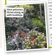  ??  ?? Here petunias thrive along with buddleja