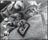  ?? Tribune News Service/ CAROL ROSENBERG ?? A foster cat cuddles with an Army sergeant at a backyard shelter at Guantanamo Bay Naval Base, Cuba.