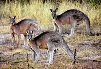  ?? Mark Graham / Associated Press ?? The grey kangaroo is among the four kangaroo species hunted in Australia.