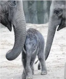  ?? FOTO: OLIVER BERG ?? Das Ergebnis erfolgreic­her Paarbildun­g: der kleine Moma, am 20 März im Kölner Zoo zur Welt gekommen.