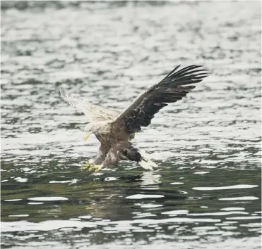  ??  ?? 0 The white-tailed eagles were observed looking for areas to nest