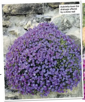  ??  ?? Aubrietia loves the drainage offered by a stone wall