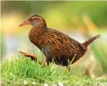  ??  ?? Weka are a big pest, but not one you can control in the usual manner.