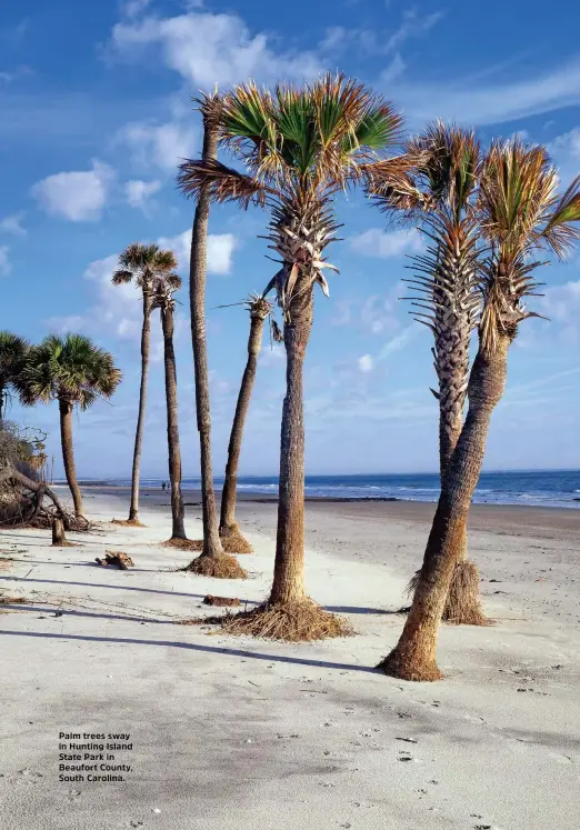  ??  ?? Palm trees sway in Hunting Island State Park in Beaufort County, South Carolina.