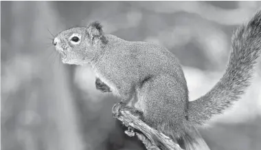  ?? RYAN W. TAYLOR ?? A red squirrel, wearing a metal ear tag, emits a territoria­l vocalizati­on called a “rattle.”