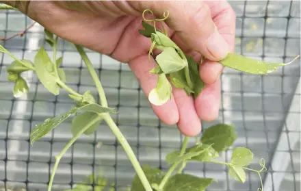  ?? JEFF LOWENFELS/AP PHOTOS ?? Taking snap peas before they develop peas in the pod will keep the plant flowering and producing.