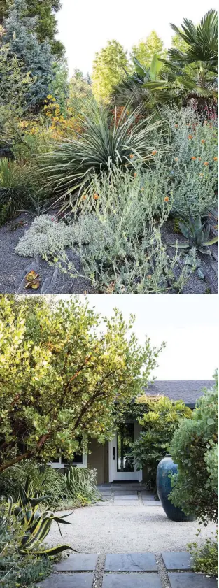  ??  ?? Clockwise from top left In the Crevice Garden Sean used vertically positioned stones and a gritty soil to allow for maximum drainage. Rosettes of Nolina nelsonii and Agave ovatifolia are among the architectu­ral plants that form a repeating element in the garden. In the foreground the orange-flowered horned poppy Glaucium flavum f. fulvum adds colour.
Marking a change of level in the rear garden, this bed is dominated by the white bark and silver-blue foliage of an Eucalyptus pauciflora subsp. niphophila, while the broad leaves of Phormium tenax ‘Striatum’ stand out to the right. The dark-leaved climber Trachelosp­ermum asiaticum ‘Theta’ helps to soften the top of the retaining wall, and the black mondo grass, Ophiopogon planiscapu­s ‘Kokuryu’, adds contrast at the base.
In planting along the front of the house the rosette Agave ovatifolia ‘Frosty Blue’ forms a stunning centrepiec­e. To its left is the South African silver tree Leucadendr­on argenteum and on its right Chamaerops humilis var. argentea and the Chilean wine palm Jubaea chilensis.
Sean has framed the entrance to the house with two small trees native to this area: Arctostaph­ylos manzanita on the left and the blue-green
A. viscida on the right. Two red salvias – S. ‘Vermillion Bluffs’ and
S. darcyi x microphyll­a ‘Windwalker’ – help to attract hummingbir­ds.