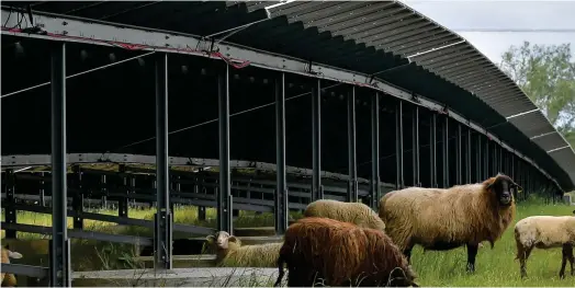  ?? ?? Une partie des moutons occupés à la tonte de l’herbe de la centrale solaire de Labarde. Des ovins qui naissent, vivent et meurent sur place. (Crédits : Agence Appa)