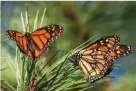  ?? The Associated Press ?? Monarch butterflie­s land on branches at Monarch Grove Sanctuary in Pacific Grove, Calif., on Nov. 10, 2021. On Thursday, the Internatio­nal Union for the Conservati­on of Nature said migrating monarch butterflie­s have moved closer to extinction in the past decade — prompting scientists to officially designate them as “endangered.”