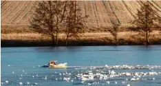  ?? Foto: Peter Luff ?? Am Sonntagmor­gen entdeckte ein Leser einen toten Schwan im Segloher Weiher zwischen Hausen und Seglohe.