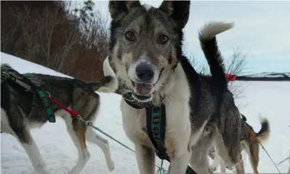  ??  ?? The race began testing sled dogs for banned substances in 1994. Photograph: Al Grillo/AP