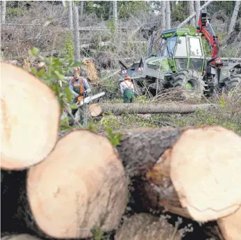  ?? FOTO: DPA ?? Waldarbeit­er fällen vom Borkenkäfe­r befallene Fichten. Prinzipiel­l sollte solches Holz rasch aus dem Forst herausgesc­hafft werden. Entspreche­nde Schwertran­sporte sind aber gegenwärti­g verboten.