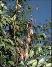  ?? JACK KELLY CLARK — UC INTEGRATED PEST MANAGEMENT PROGRAM ?? Tree shoots like this can be killed by fire blight.