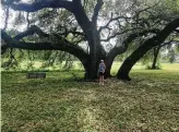  ?? Ken Miller ?? Ken Miller says his family property in Brenham hosts this oak his family calls “Michelle’s Tree.”