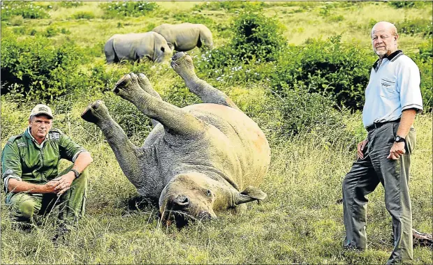  ?? Picture: THE HERALD ?? Veterinari­an William Fowlds and Nick Fox, the owner of the Sibuya Game Reserve, with a white rhino cow killed on the Eastern Cape reserve.