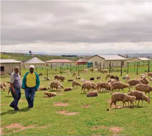  ?? FOTO: THEUNS BOTHA ?? Meer as helfte van die Nasionale Wolkwekers­vereniging se begroting gaan aan wolproduks­ie in kommunale gebiede.