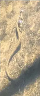  ??  ?? SNAKING THROUGH THE WATER: The metre-long creature spotted by Ben Wing in a brook in Dishley