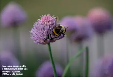  ??  ?? Impressive image quality is achieved with close-ups Sony Alpha 7 III, 200mm, 1/1000sec at f/5.6, ISO 1600