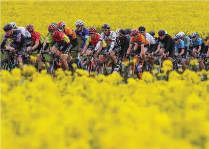  ?? BRYAN KEANE ?? The peloton rolls past a field of rapeseed near Trim, Co Meath, during stage one of the Rás Tailteann