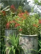  ??  ?? CLOCKWISE FROM MAIN These arches are festooned with Oncidium ‘Goldiana’, the first Oncidium hybrid produced by the Gardens’ orchid breeding program in 1939; orchids and foliage plants surround the waterfalls; Renanthera storiei is a popular garden orchid in the tropics.