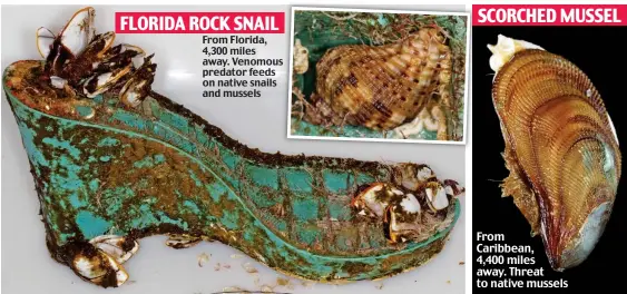  ??  ?? FLORIDA ROCK SNAIL From Florida, 4,300 miles away. Venomous predator feeds on native snails and mussels From Caribbean, 4,400 miles away. Threat to native mussels SCORCHED MUSSEL