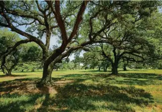  ?? Courtesy of The Ranches at Mustang Creek ?? From the moment you enter this gated paradise, you’ll be in awe. The most gorgeous live oaks you’ve ever seen run throughout the property — we’re talking live oaks so old that some of them take three different people to get their arms around.