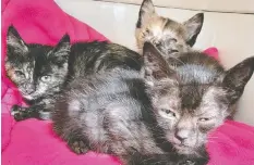  ?? — B.C. SPCA ?? B.C. SPCA shelters in Surrey and Chilliwack are caring for 59 rescued cats and kittens, and one sheep.