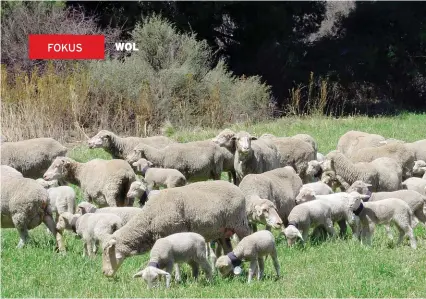  ?? FOTO: HENDRIK VAN PLETZEN ?? Sorg goed vir dragtige en lakterende ooie om die genetiese potensiaal van hul lammers te ontsluit.