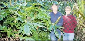  ??  ?? DWARFED by weeds — Jim and Lauri Russell of the Kotukutuku Gully project in Maketu¯.