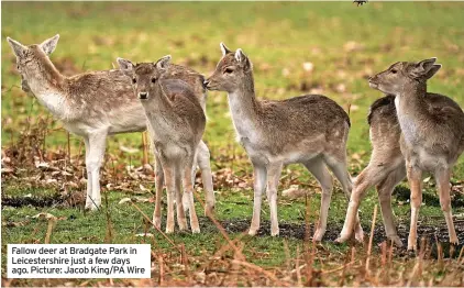  ?? ?? Fallow deer at Bradgate Park in Leicesters­hire just a few days ago. Picture: Jacob King/PA Wire