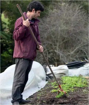  ??  ?? ABOVE Yotam weeding with a long-handled large hoe. RIGHT Niva harvesting edible alyssum flowers.