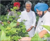  ?? HT PHOTO ?? Chief minister Captain Amarinder Singh and state Congress chief Sunil Jakhar checking a cotton plant at Sahnewali village in Mansa on Friday.