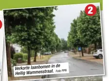  ?? Foto PPN ?? in de Verkorte laanbomen Heilig Wammesstra­at.