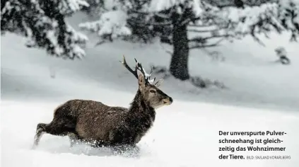  ?? BILD: SN/LAND VORARLBERG ?? Der unverspurt­e Pulverschn­eehang ist gleichzeit­ig das Wohnzimmer der Tiere.