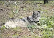  ?? Austin Smith Confederat­ed Tribes of Warm Springs ?? THIS GRAY WOLF, OR-93, traveled farther south in California than collared wolves that preceded him.