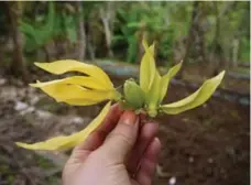  ??  ?? Any perfume lover will instantly recognize the heady scent of ylang ylang, but would they recognize the flower?
