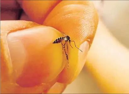  ?? . ?? El mosquito tigre habita ya en 506 municipios catalanes, 45 más este año