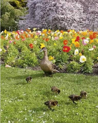  ??  ?? Ducks can actually make a mess of your garden if left unattended.