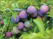  ?? DEAN FOSDICK — ASSOCIATED PRESS FILE ?? A June 2015 photo shows plums nearing maturity growing in an orchard near Langley, Wash.