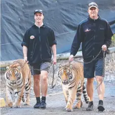  ?? Pictures: GLENN HAMPSON ?? Dreamworld tiger handlers Dan Simounds with Adira and Scott Bateup with Akasha on their morning walk.