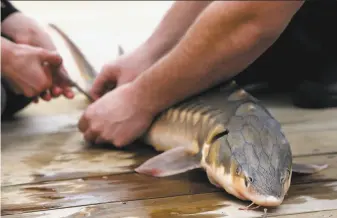  ?? Robert F. Bukaty / Associated Press ?? An endangered shortnose sturgeon is fitted with a microchip after being caught in the Saco River in Biddeford, Maine. The fish was measured and tagged before being released.