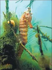  ?? Carolyn Cole Los Angeles Times ?? DAPHNE is one of four seahorses in a habitat built by Rog Hanson off the Long Beach shoreline.